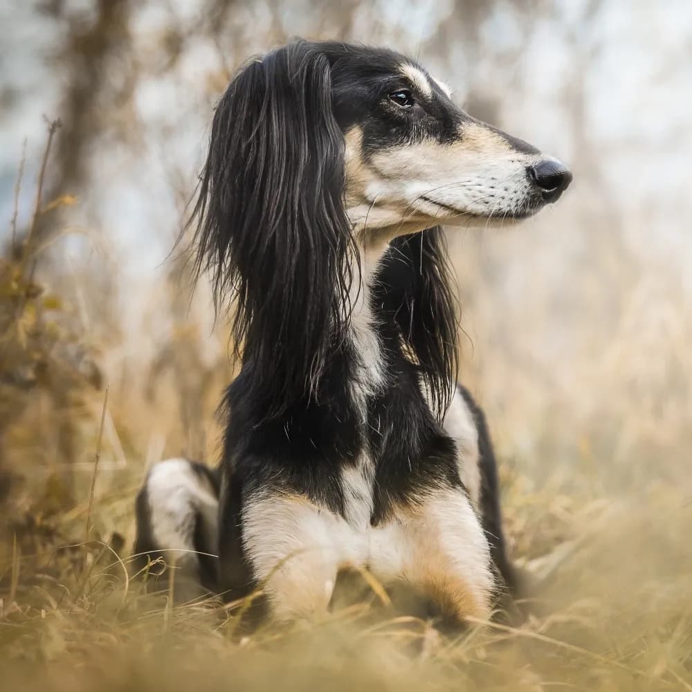 Saluki — registro 03