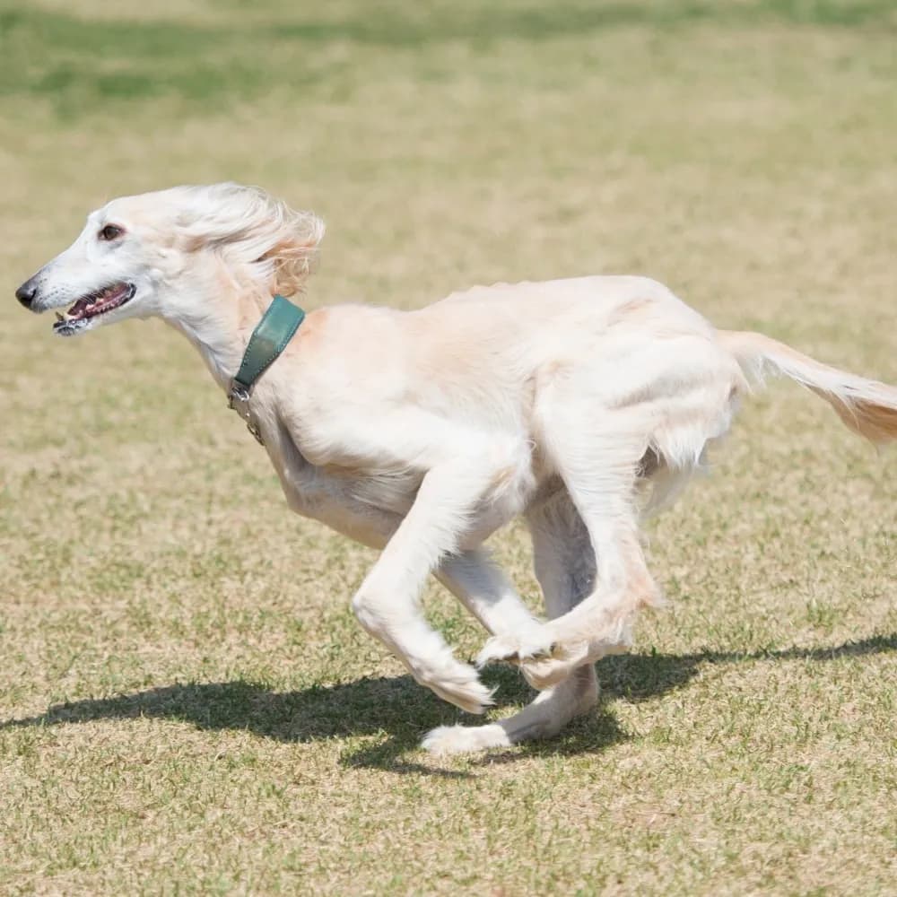 Saluki — registro 04