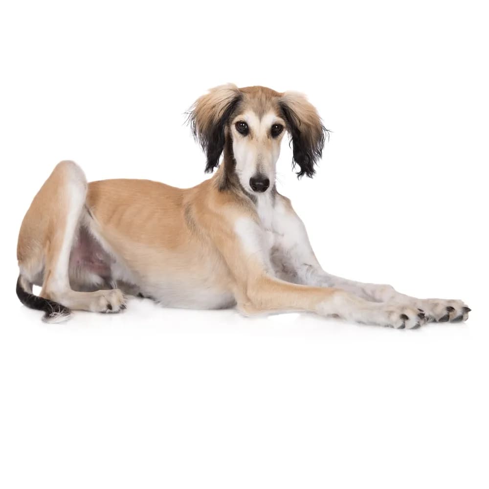 Saluki — filhote
