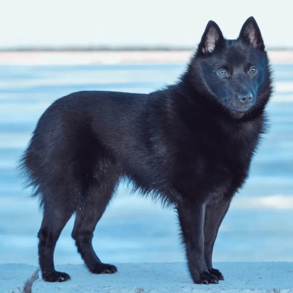 Schipperke — registro 01