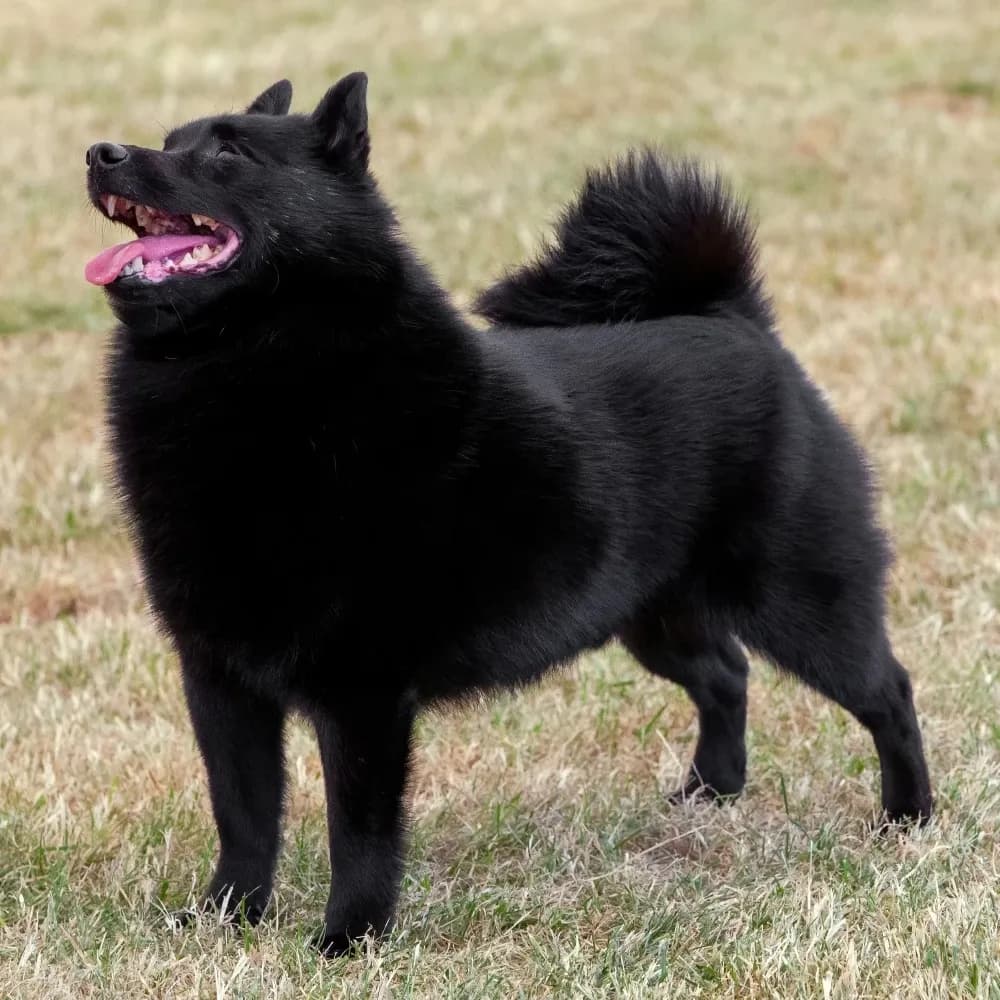 Schipperke — registro 02