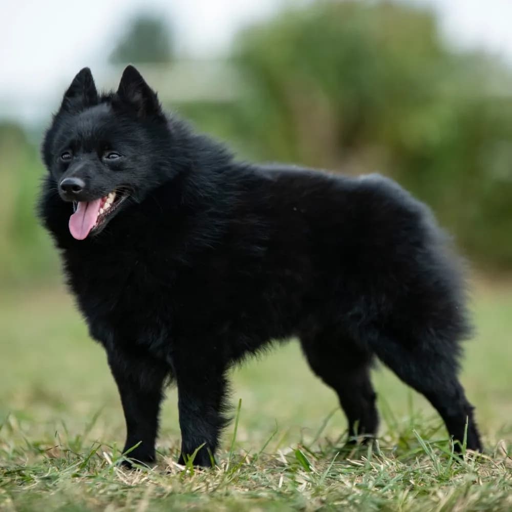 Schipperke — registro 03