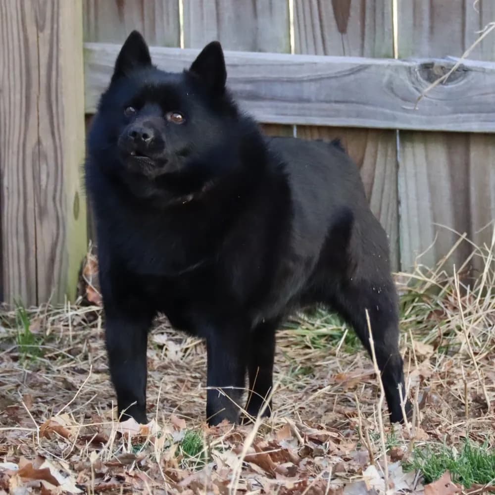 Schipperke — registro 04