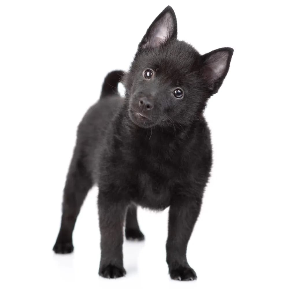 Schipperke — filhote