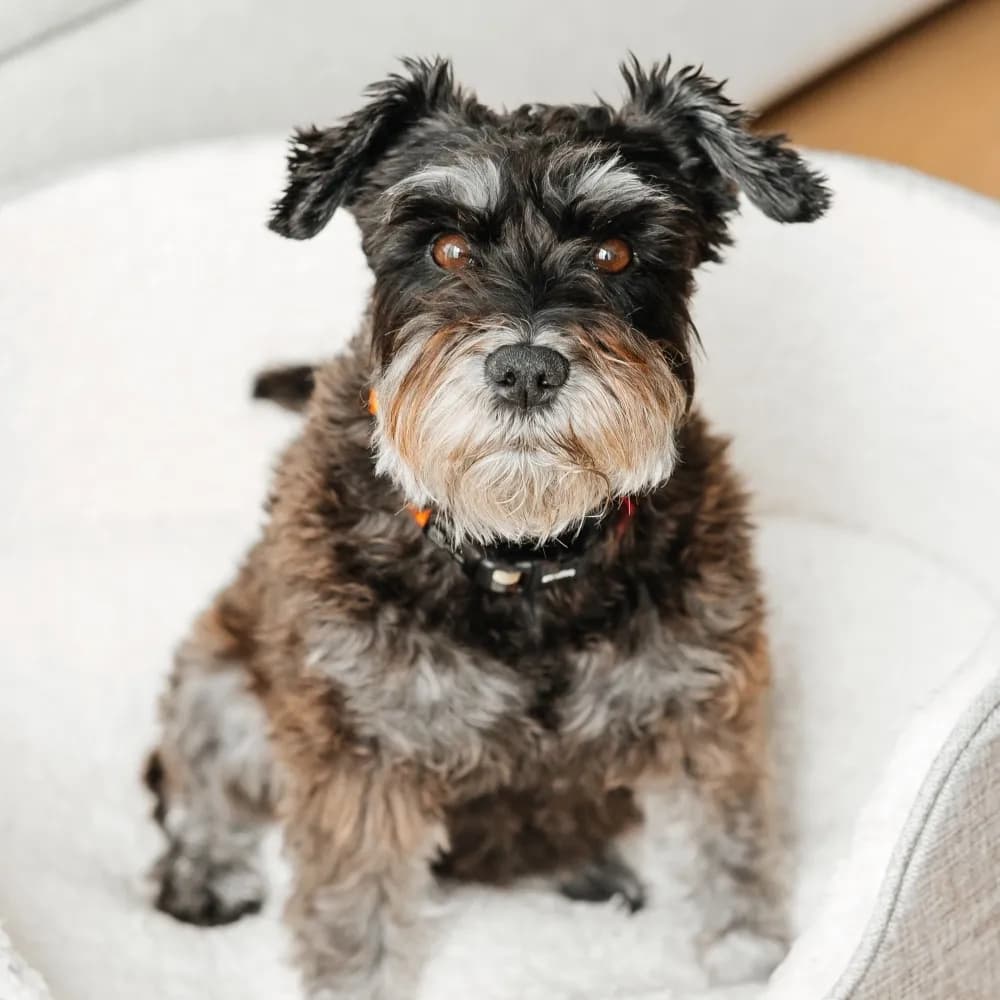 Schnauzer — registro 01
