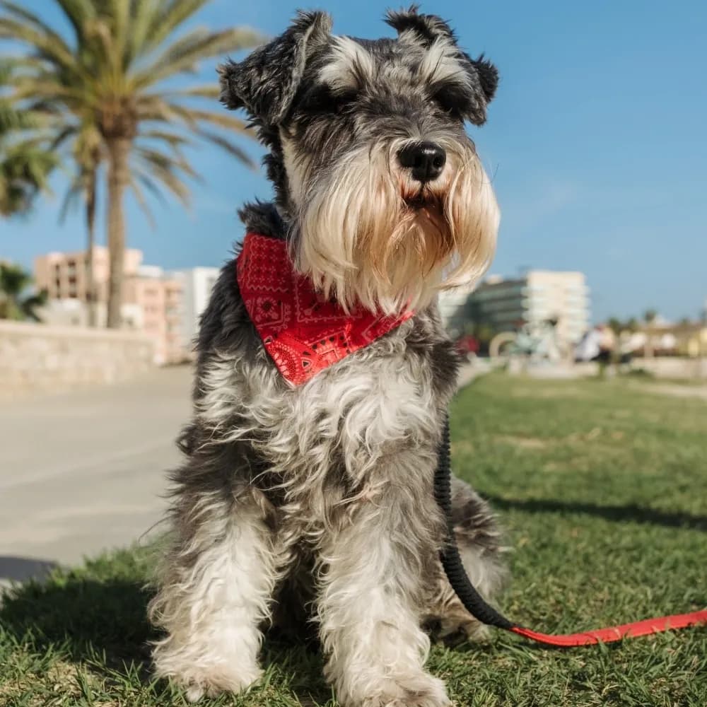 Schnauzer — registro 02
