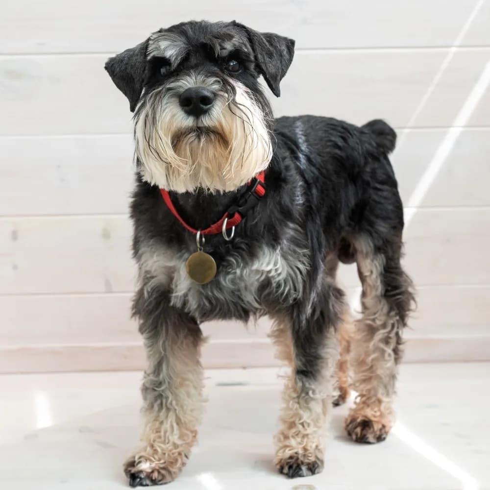 Schnauzer — registro 03