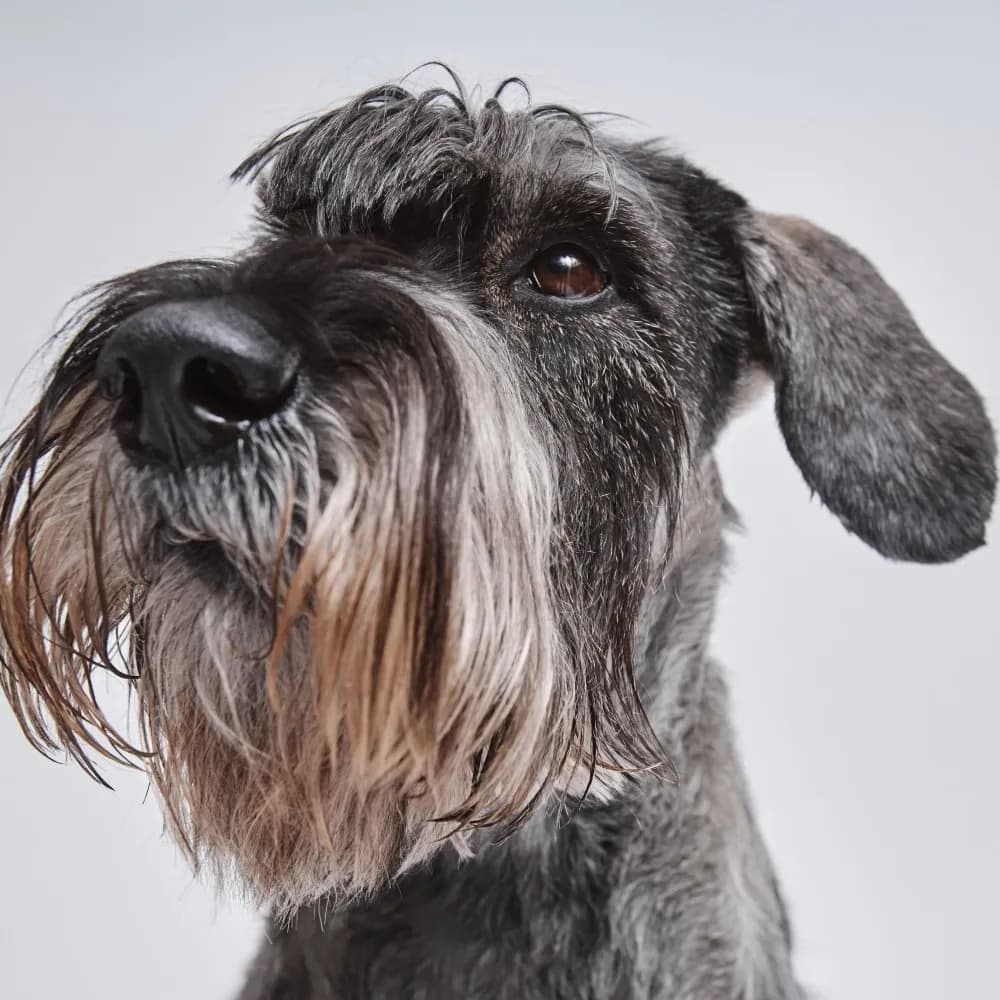 Schnauzer — registro 04