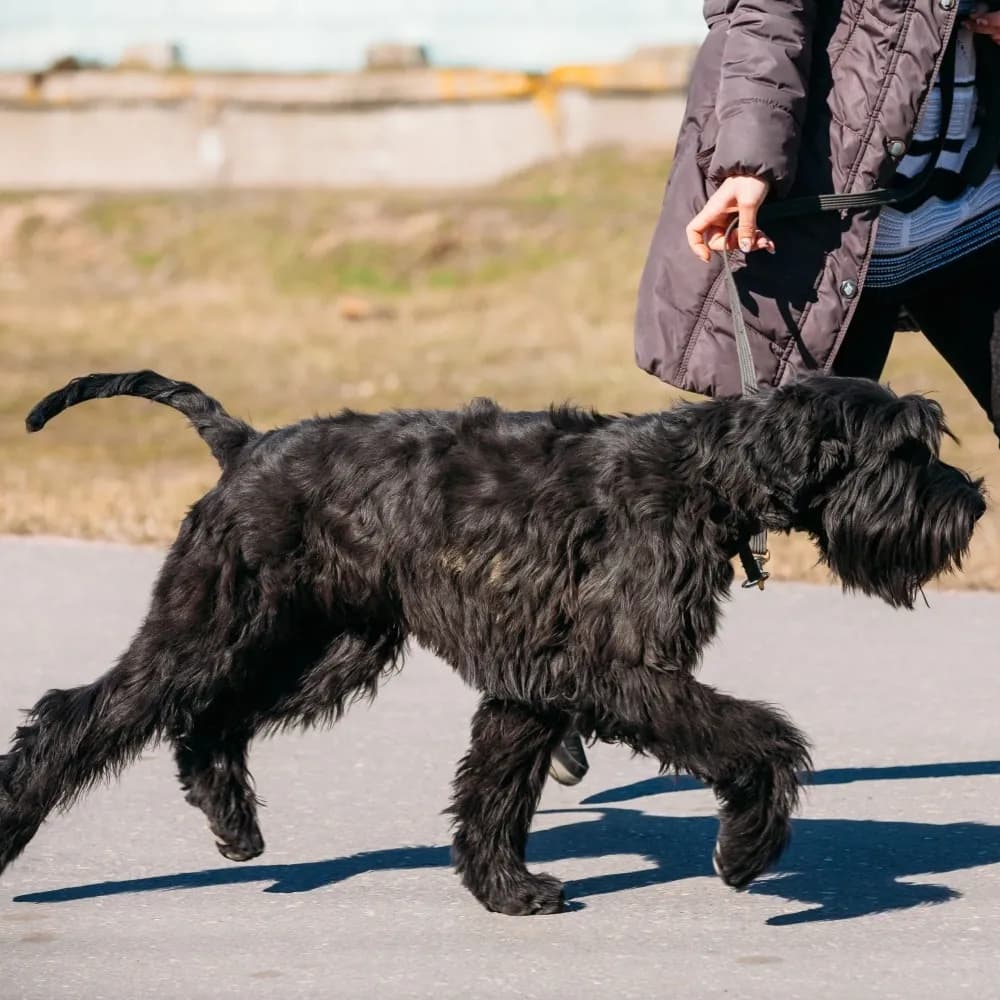 Schnauzer Gigante — registro 01