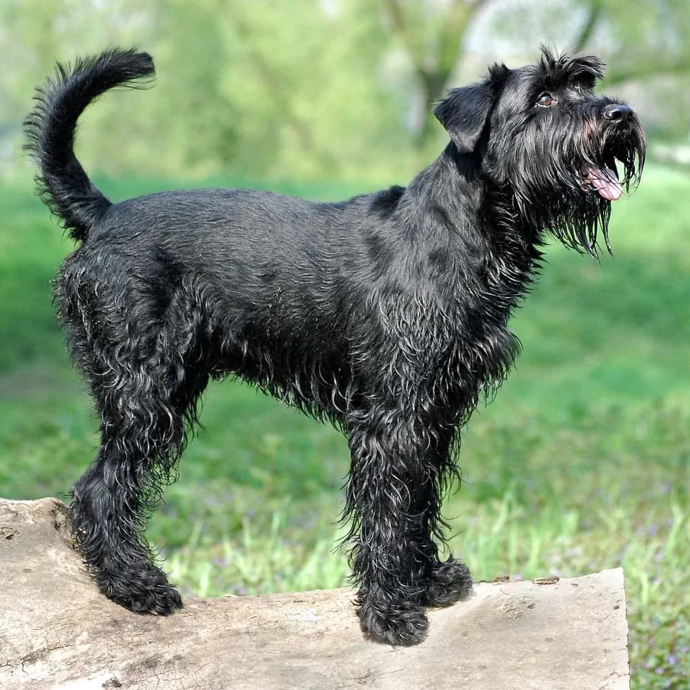Schnauzer Gigante — registro 02