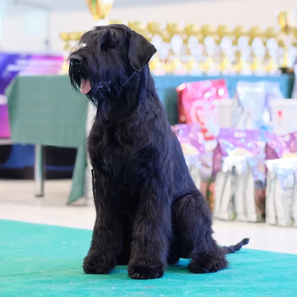 Schnauzer Gigante — registro 04