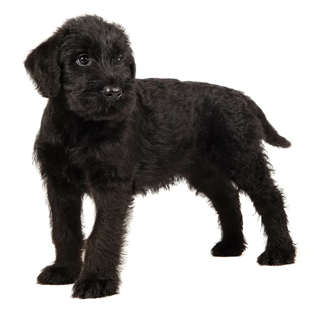 Schnauzer Gigante — filhote