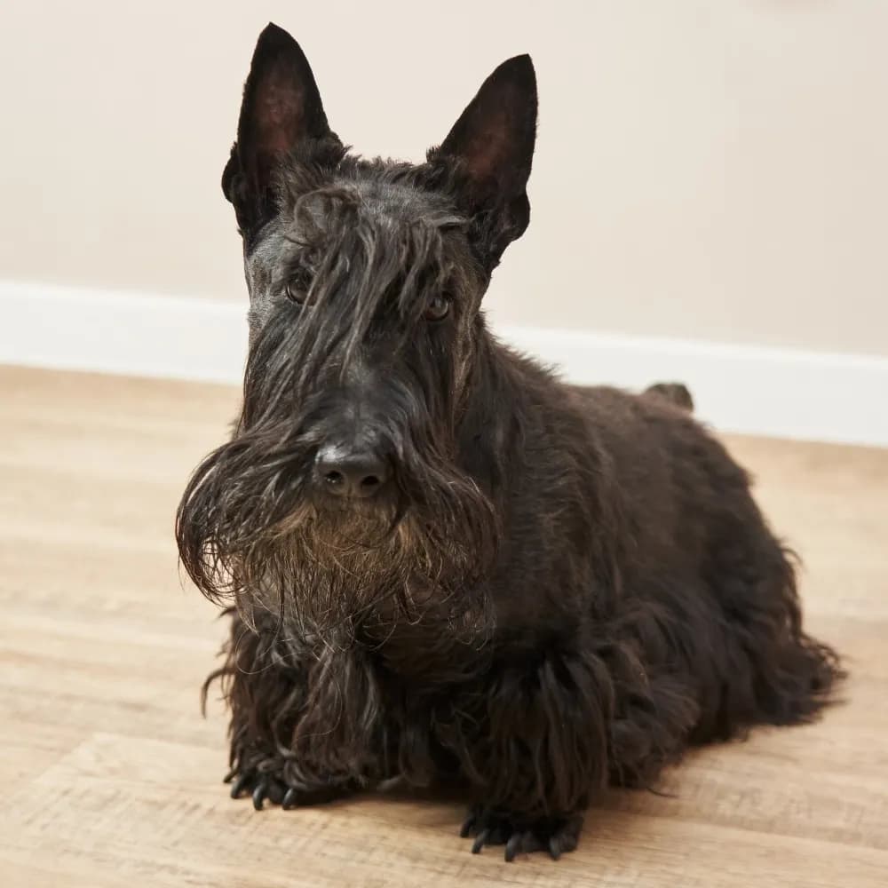Scottish Terrier — registro 01