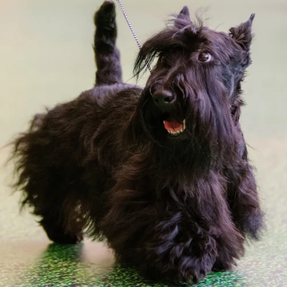 Scottish Terrier — registro 02