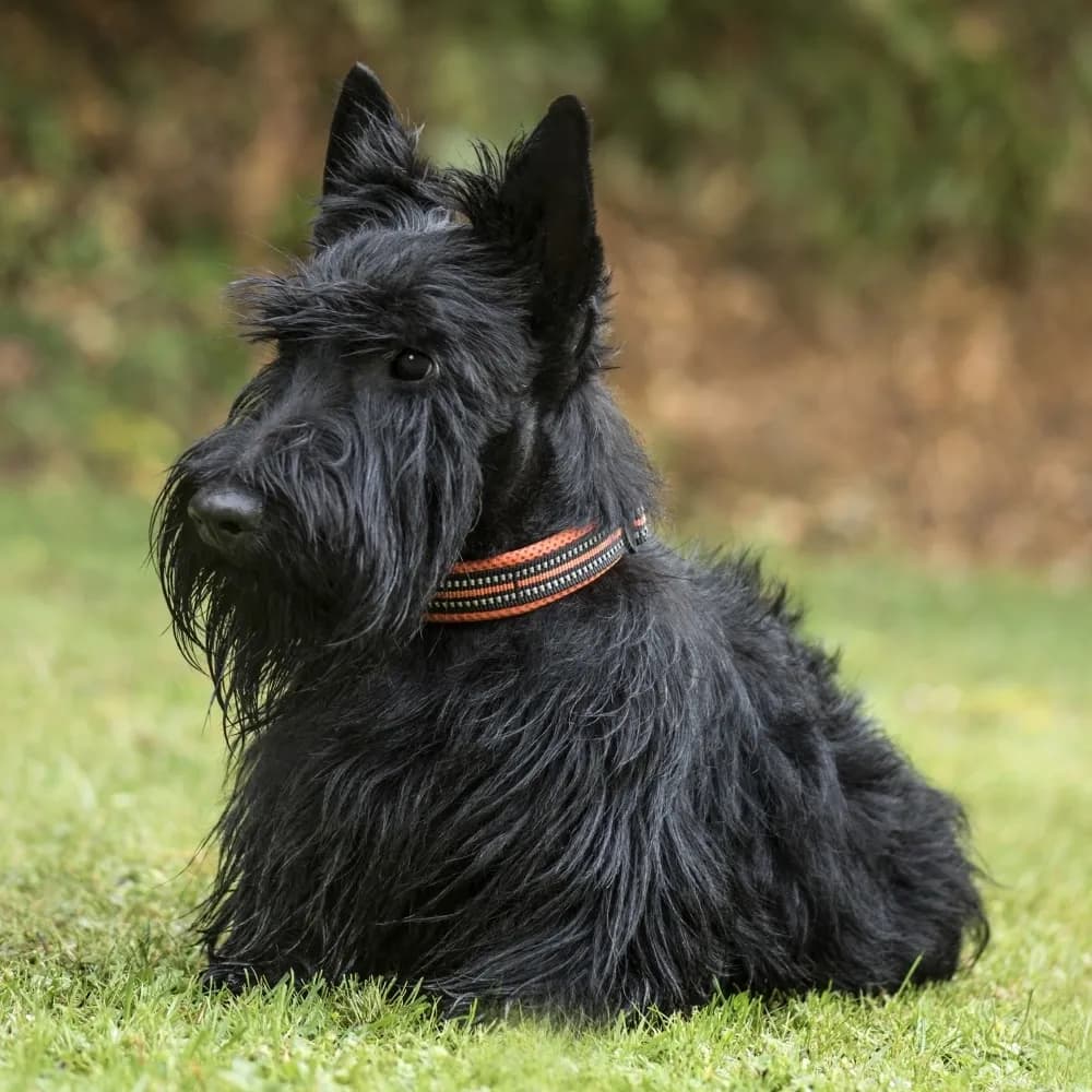 Scottish Terrier — registro 03