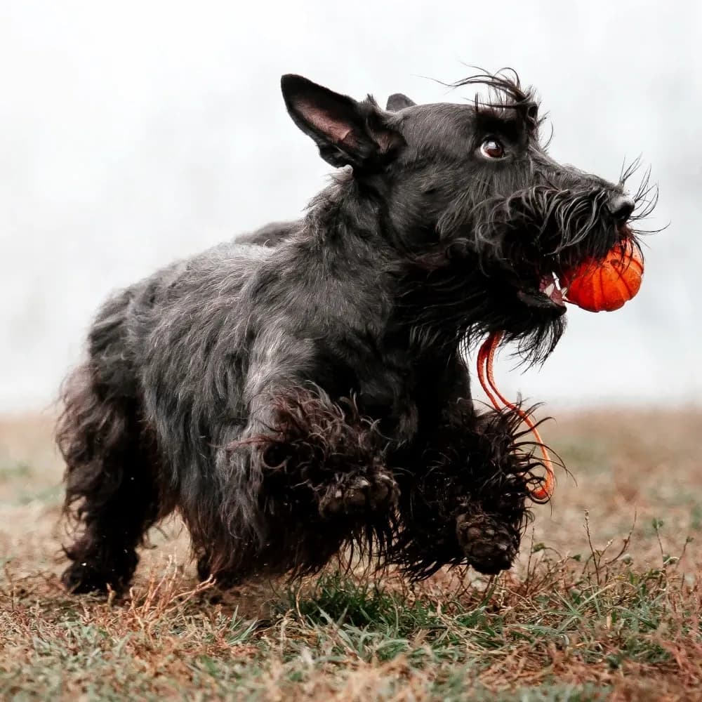 Scottish Terrier — registro 04