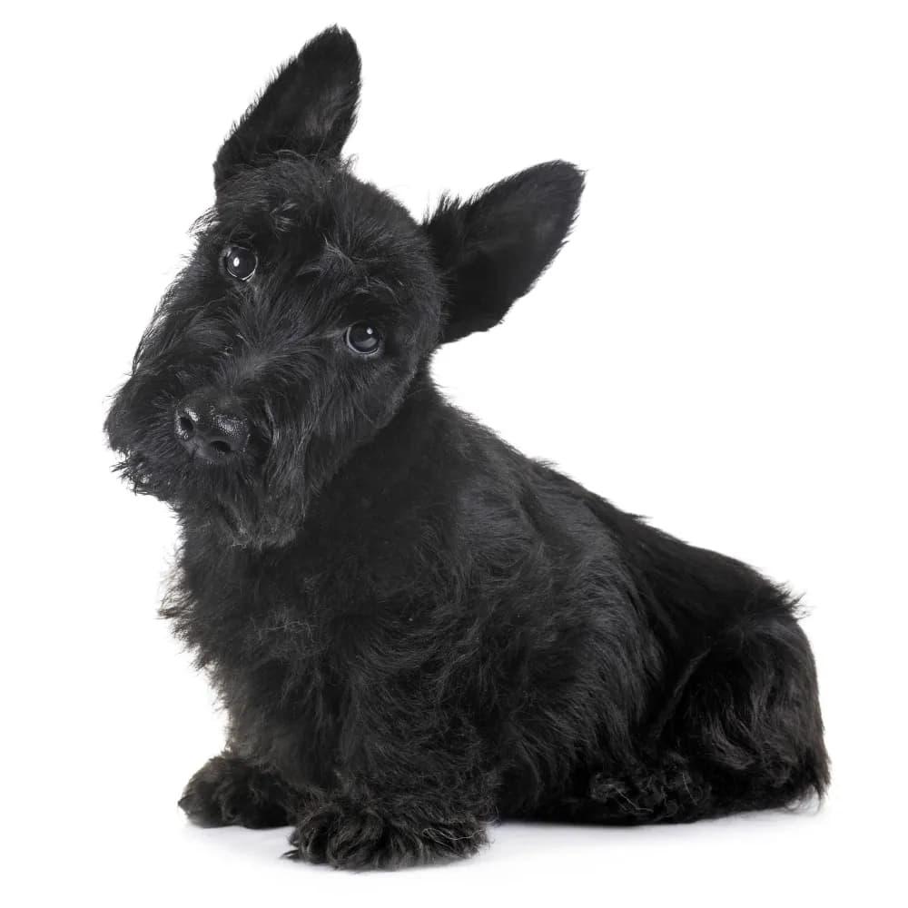 Scottish Terrier — filhote