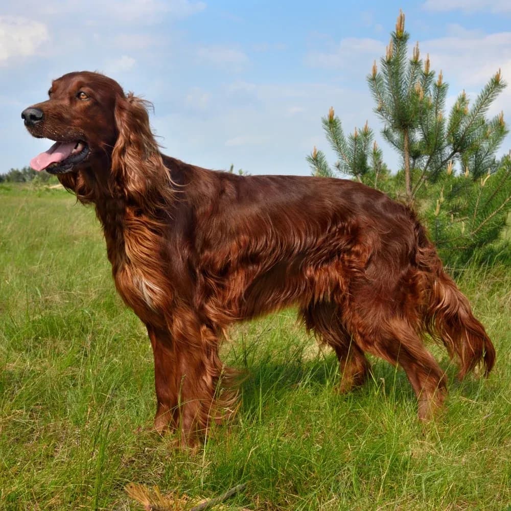 Setter Irlandês — registro 03