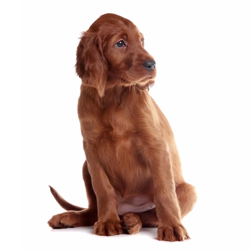 Setter Irlandês — filhote