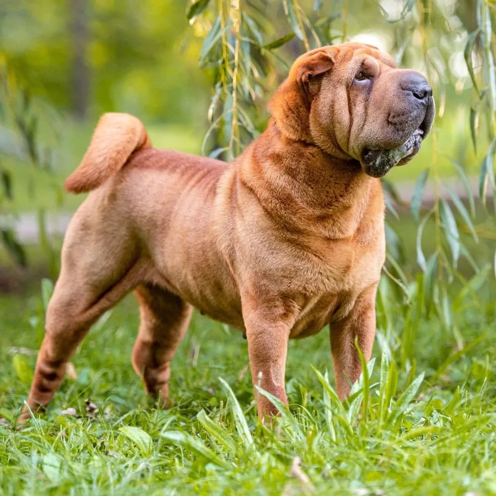 Shar Pei — registro 01
