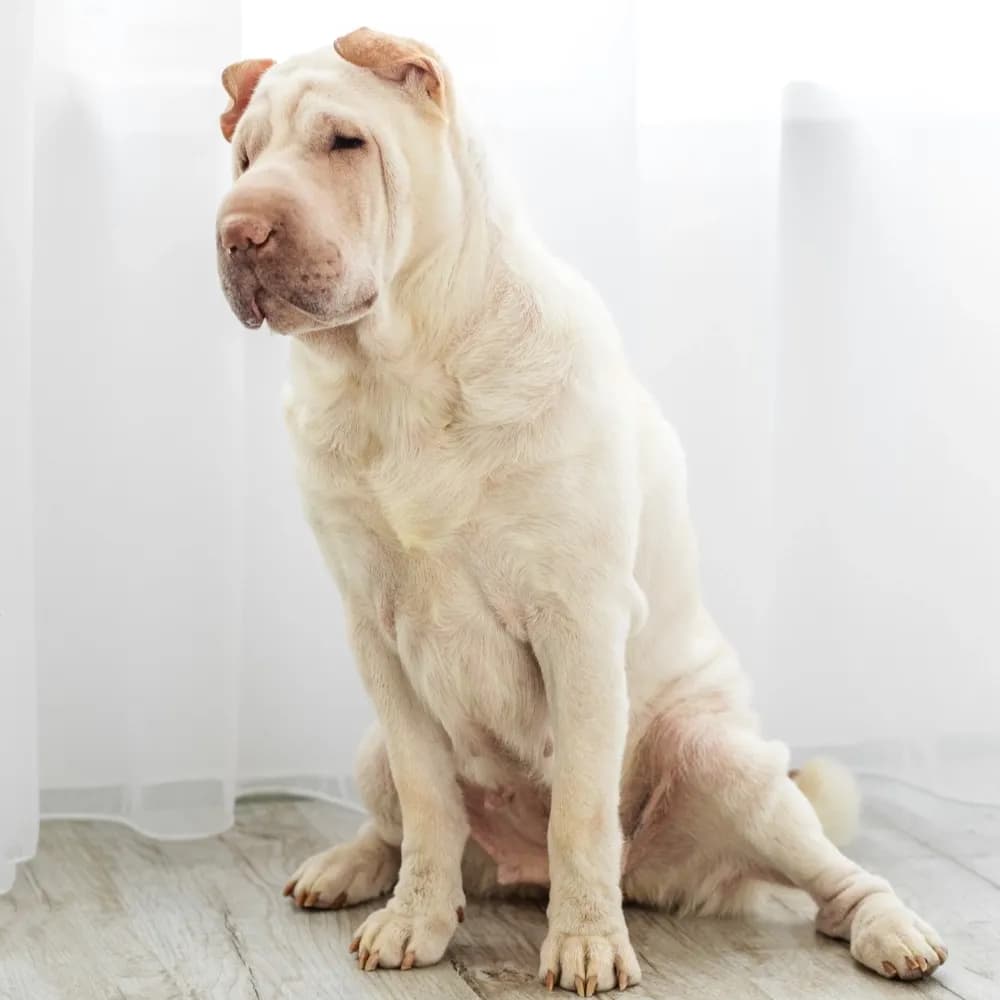 Shar Pei — registro 02