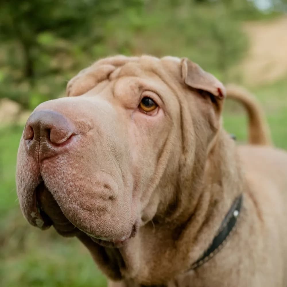 Shar Pei — registro 03