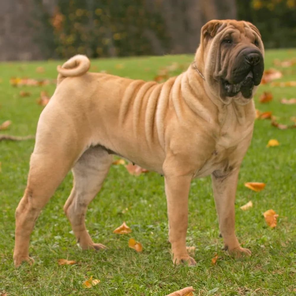 Shar Pei — registro 04