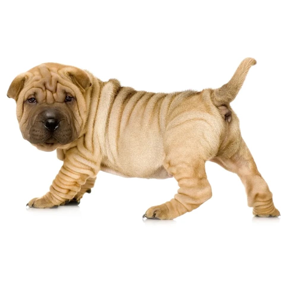 Shar Pei — filhote