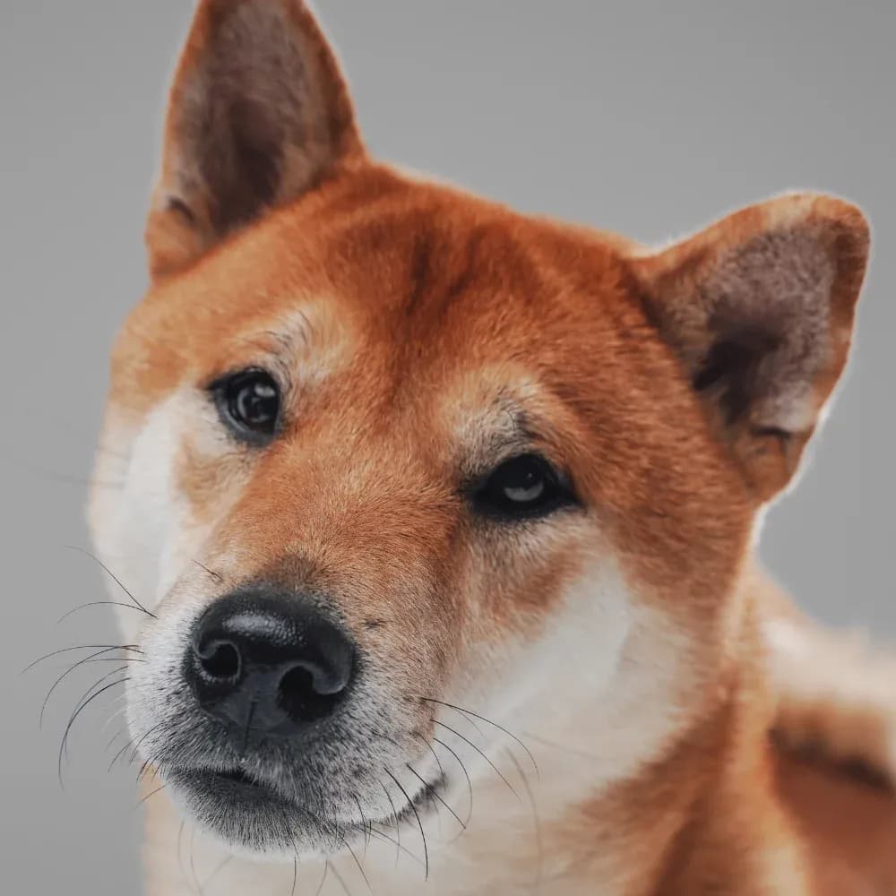 Shiba Inu — registro 01