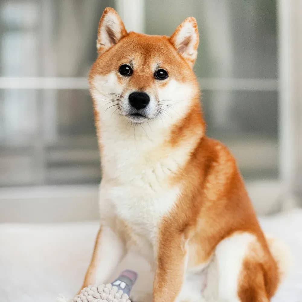 Shiba Inu — registro 02