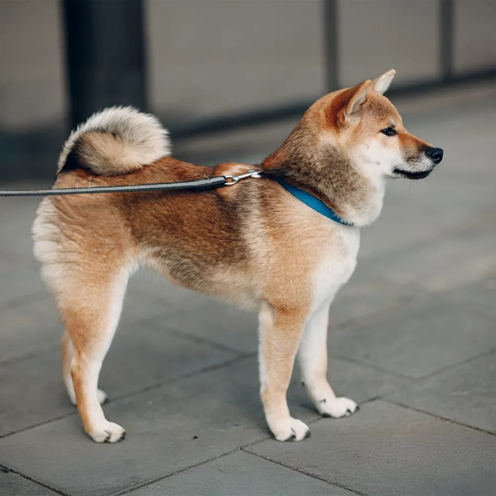 Shiba Inu — registro 03