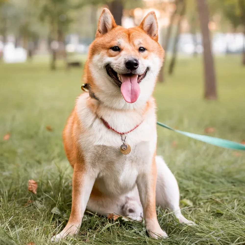 Shiba Inu — registro 04