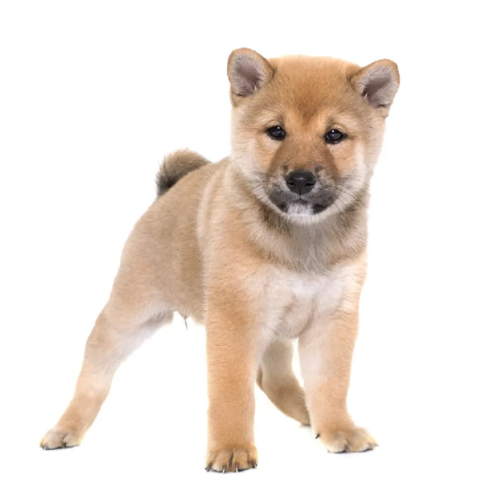 Shiba Inu — filhote