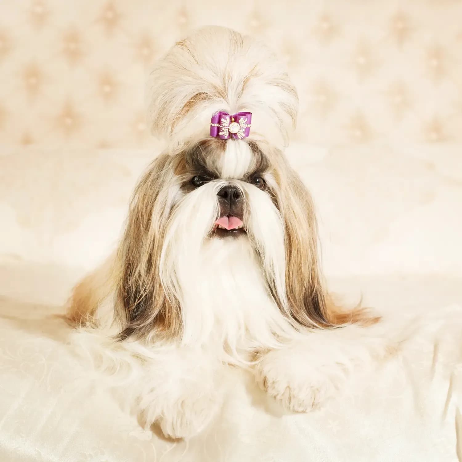 Shih Tzu — registro 02