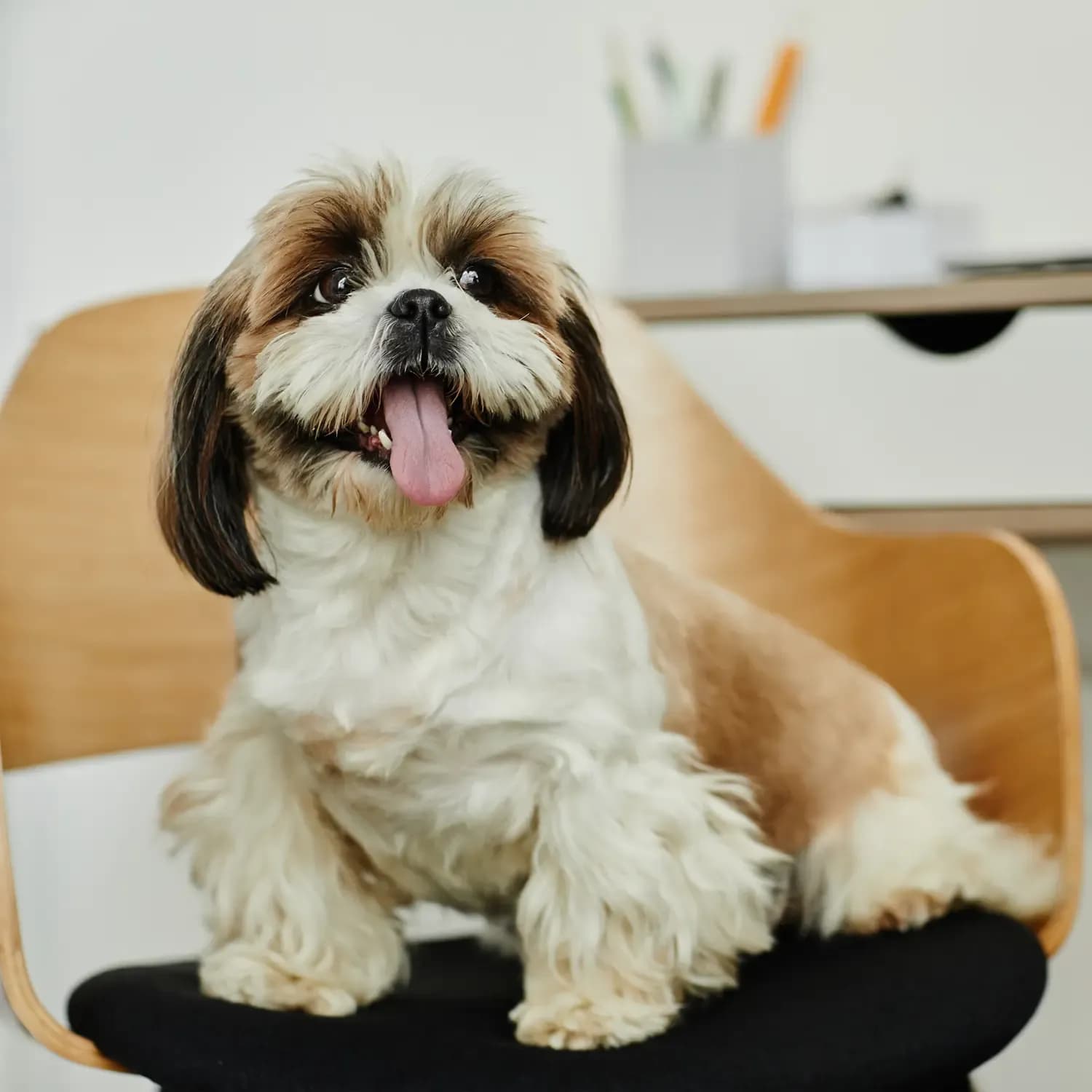 Shih Tzu — registro 04