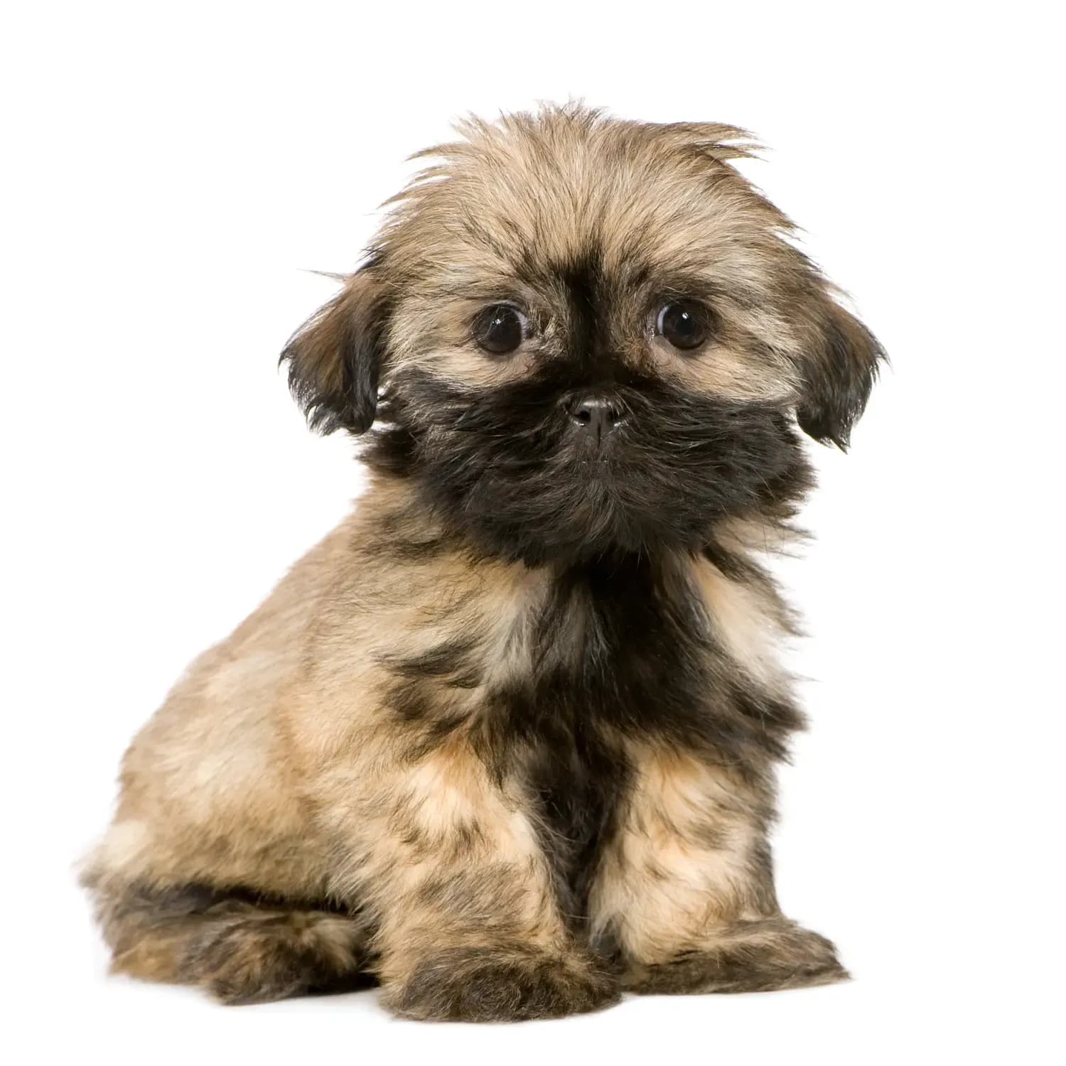 Shih Tzu — filhote