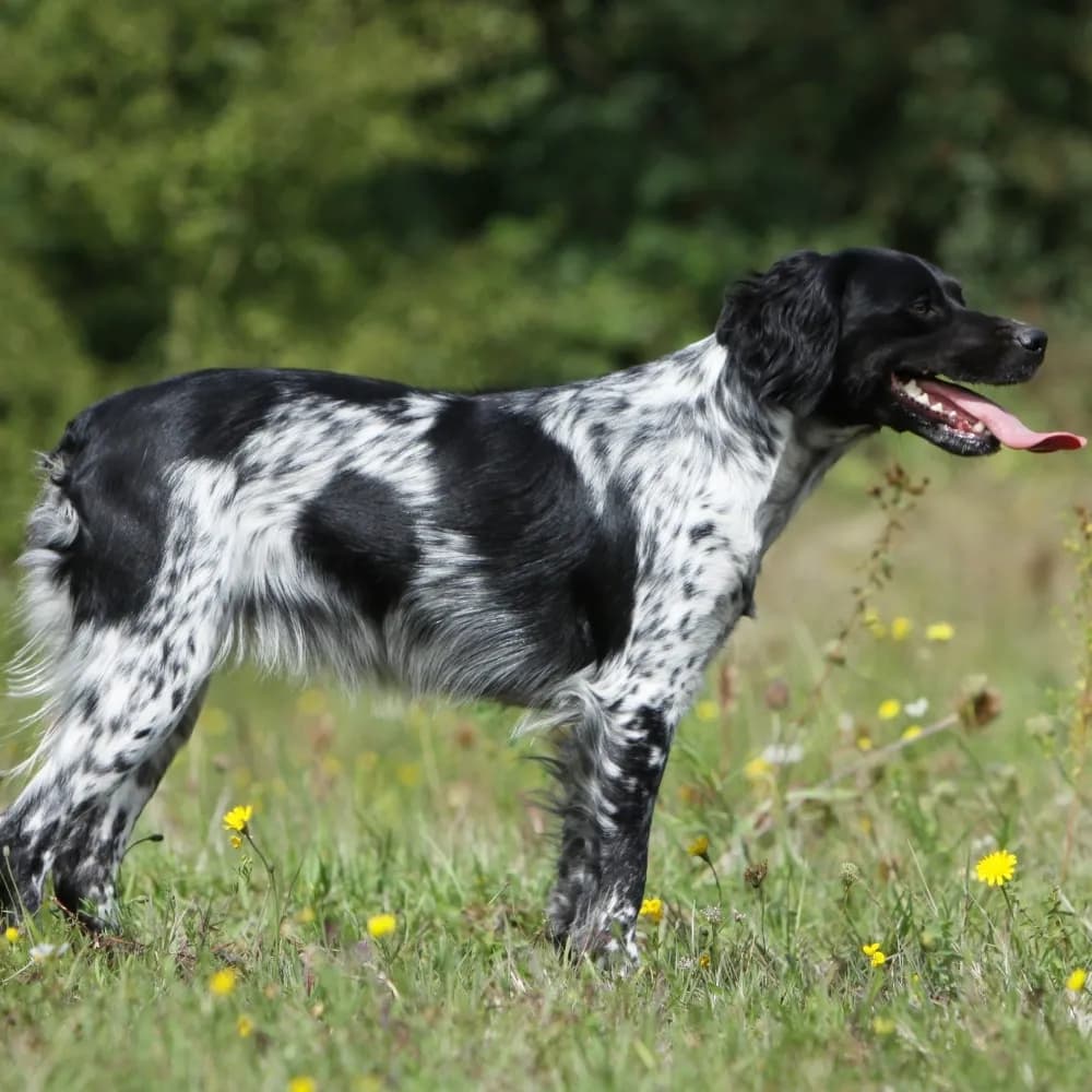 Spaniel Bretão — registro 01
