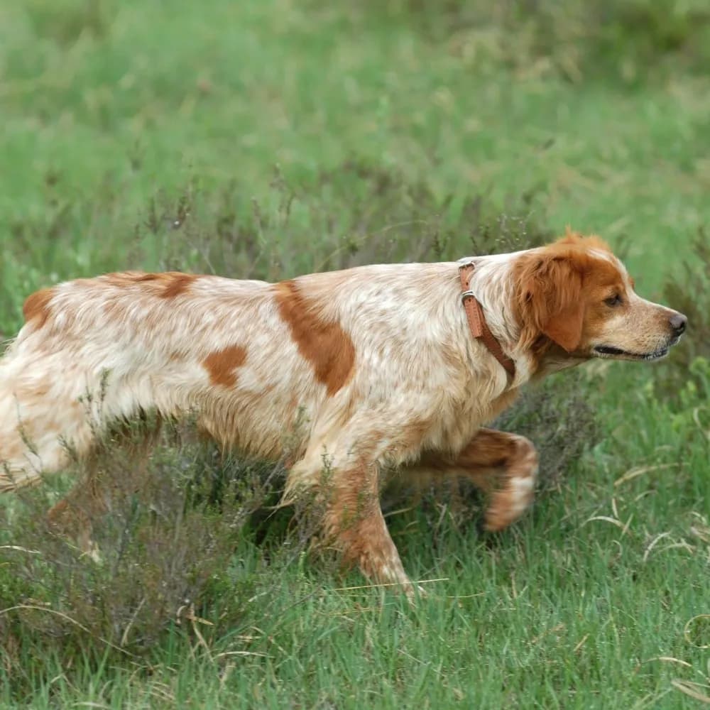 Spaniel Bretão — registro 02