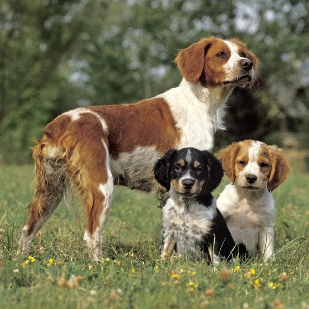 Spaniel Bretão — registro 03