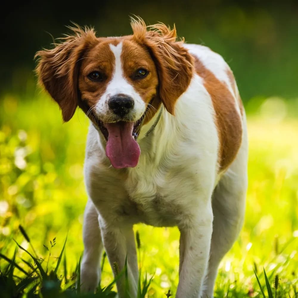 Spaniel Bretão — registro 04