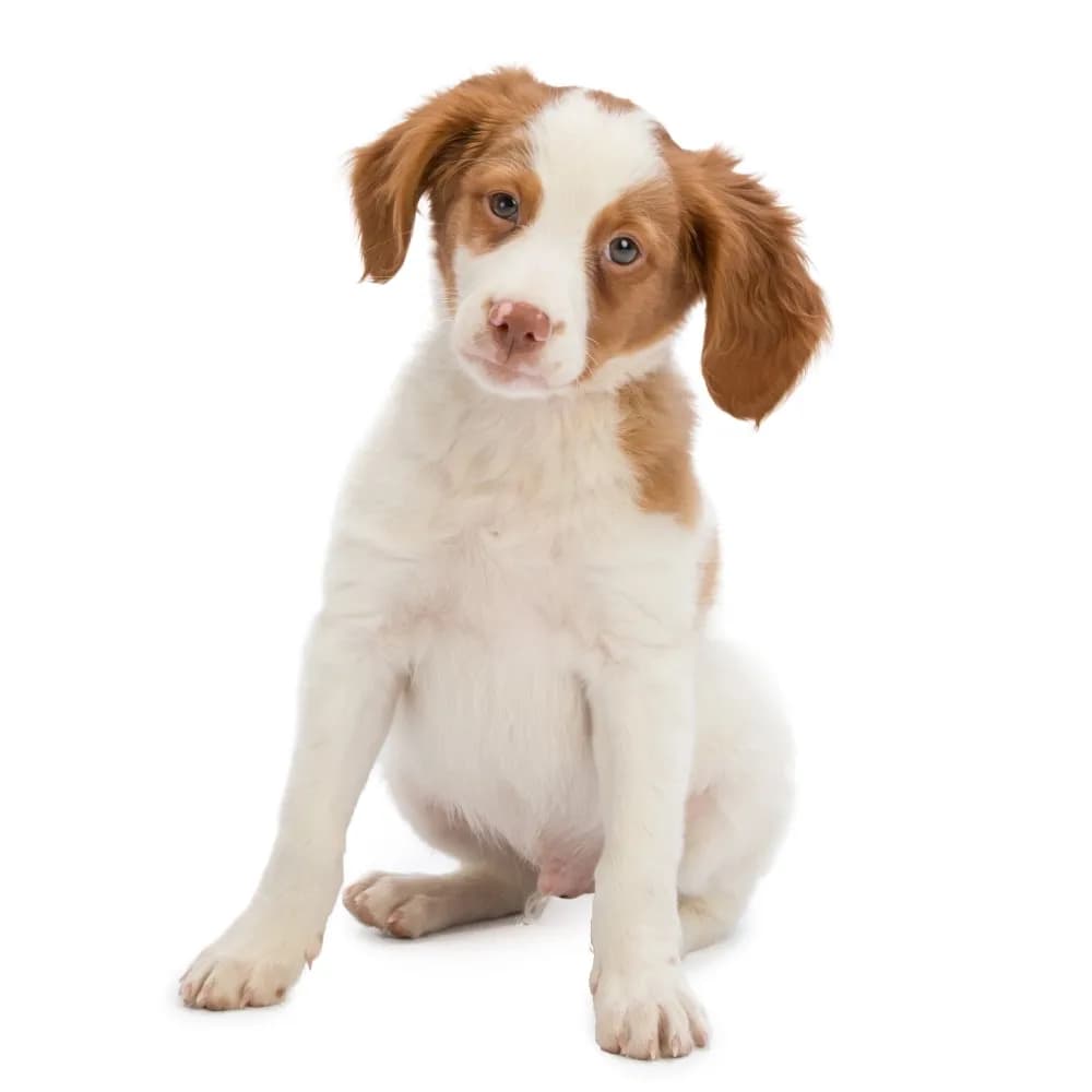 Spaniel Bretão — filhote