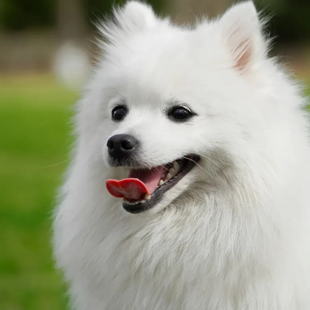 Spitz Japonês — registro 03