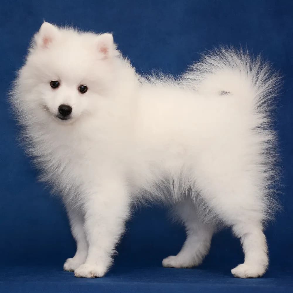 Spitz Japonês — filhote