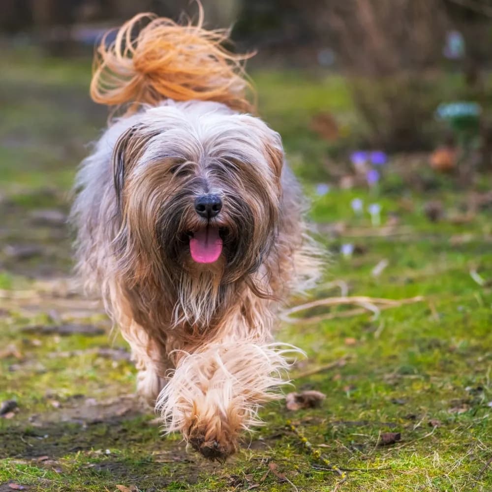 Terrier Tibetano — registro 01