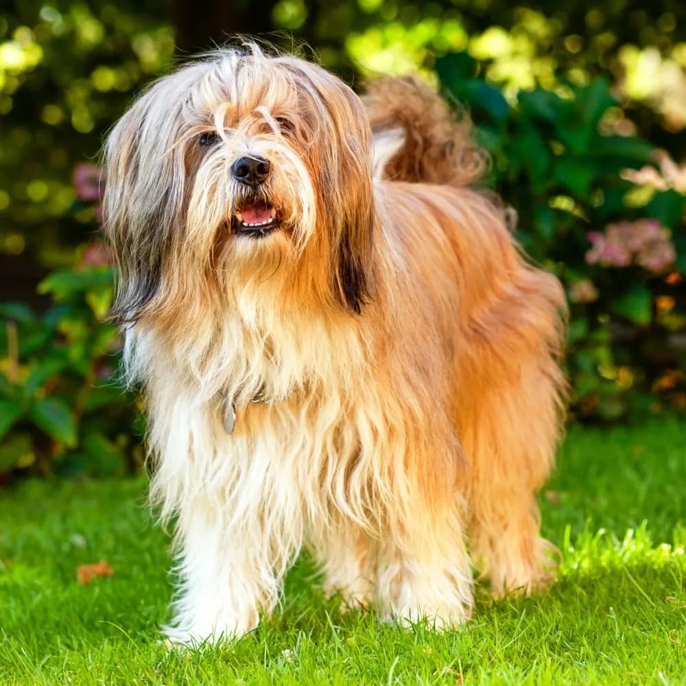 Terrier Tibetano — registro 02