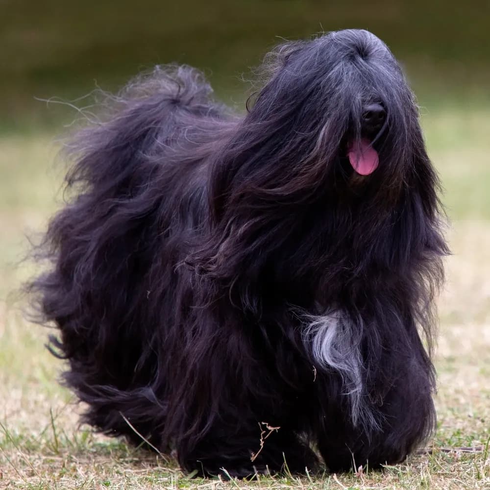 Terrier Tibetano — registro 03