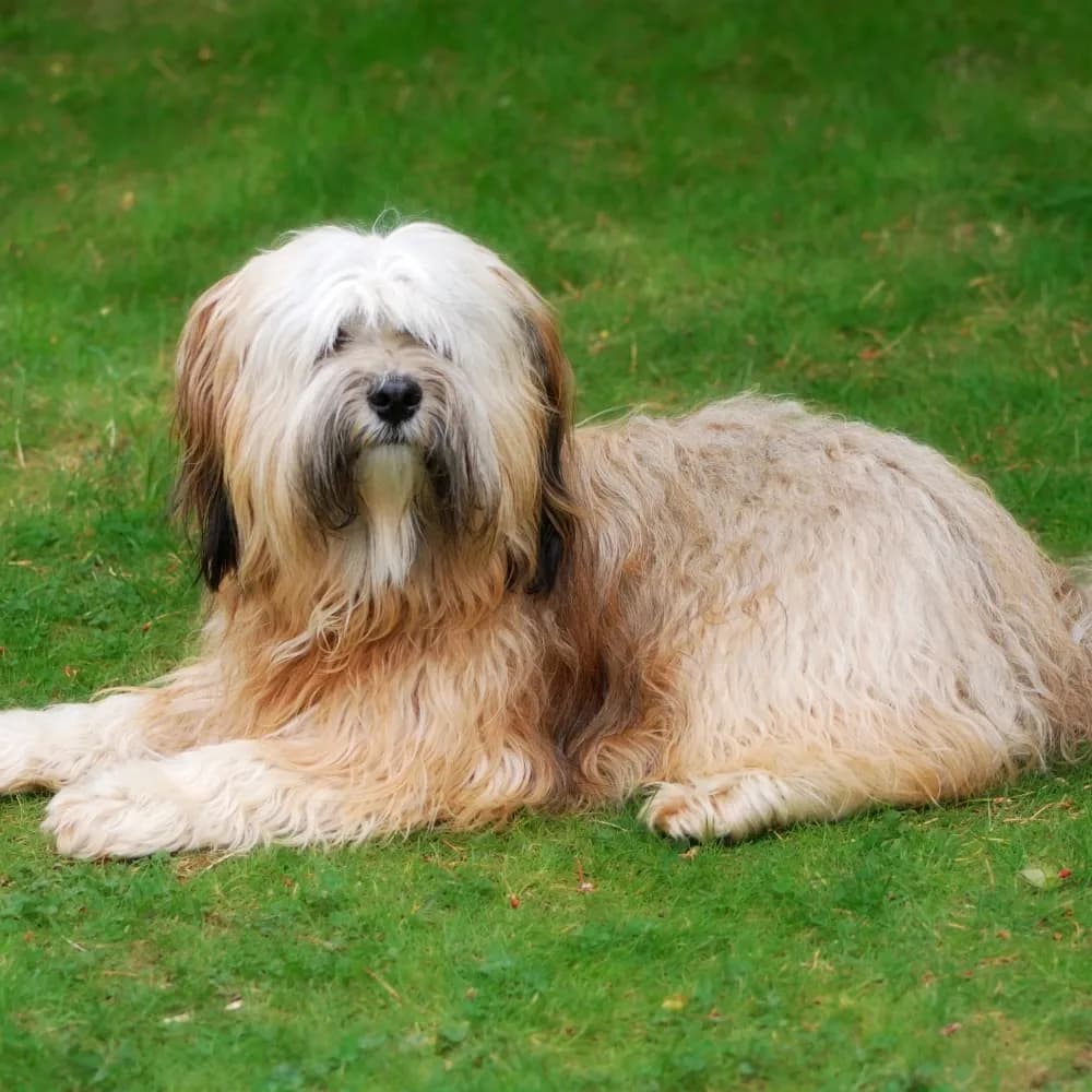 Terrier Tibetano — registro 04