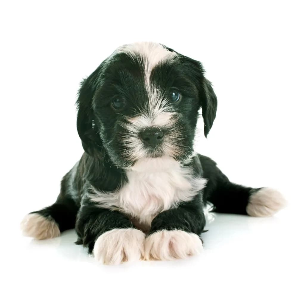 Terrier Tibetano — filhote