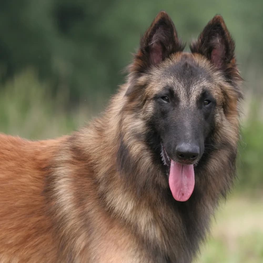 Pastor Belga Tervuren — registro 01