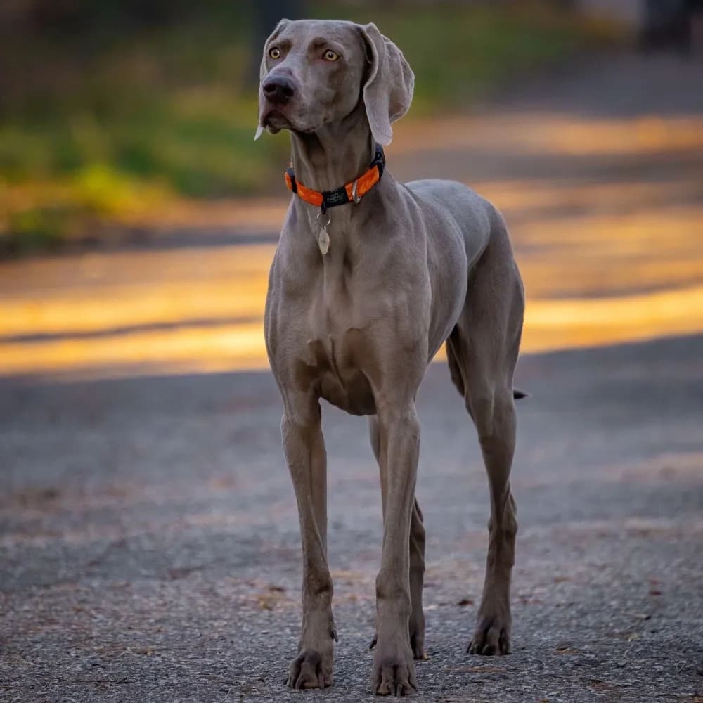 Weimaraner — registro 01
